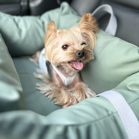 Coussin De Voiture Pour Chien – Protection Et Douceur En Route